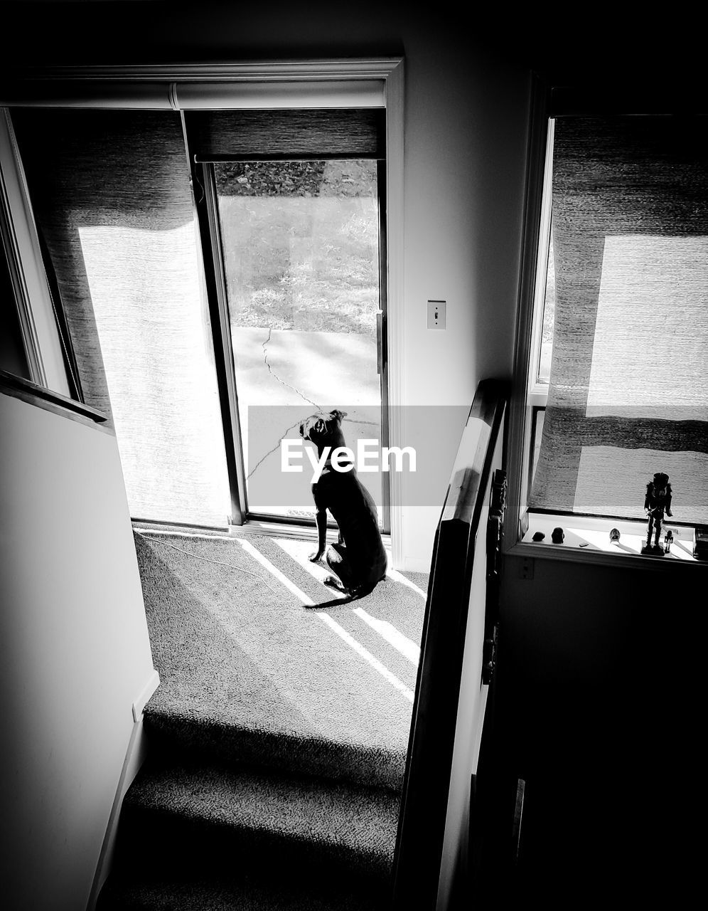 Rear view of dog looking through glass door