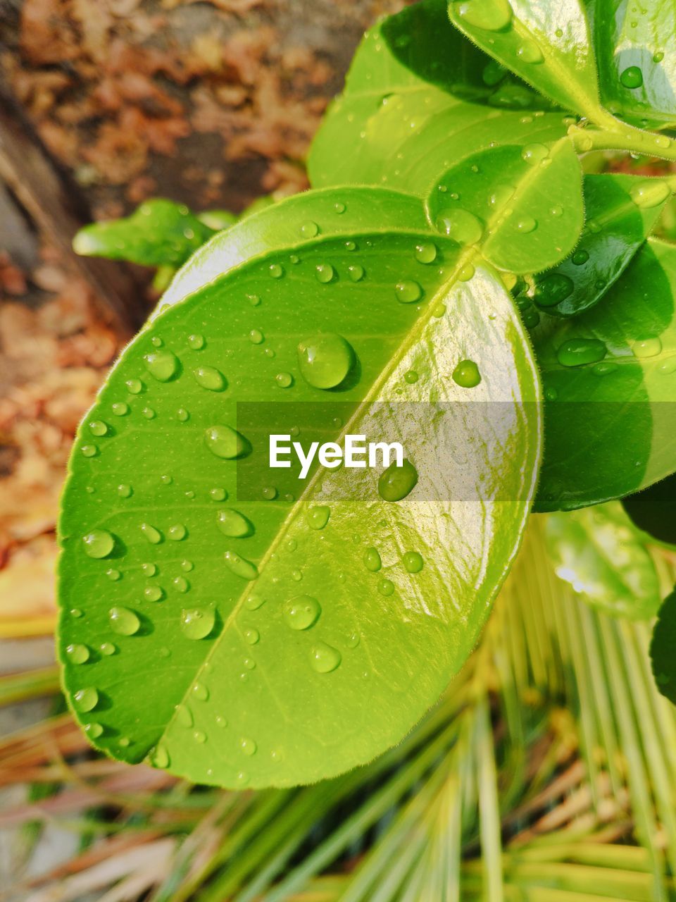 CLOSE-UP OF WET LEAVES