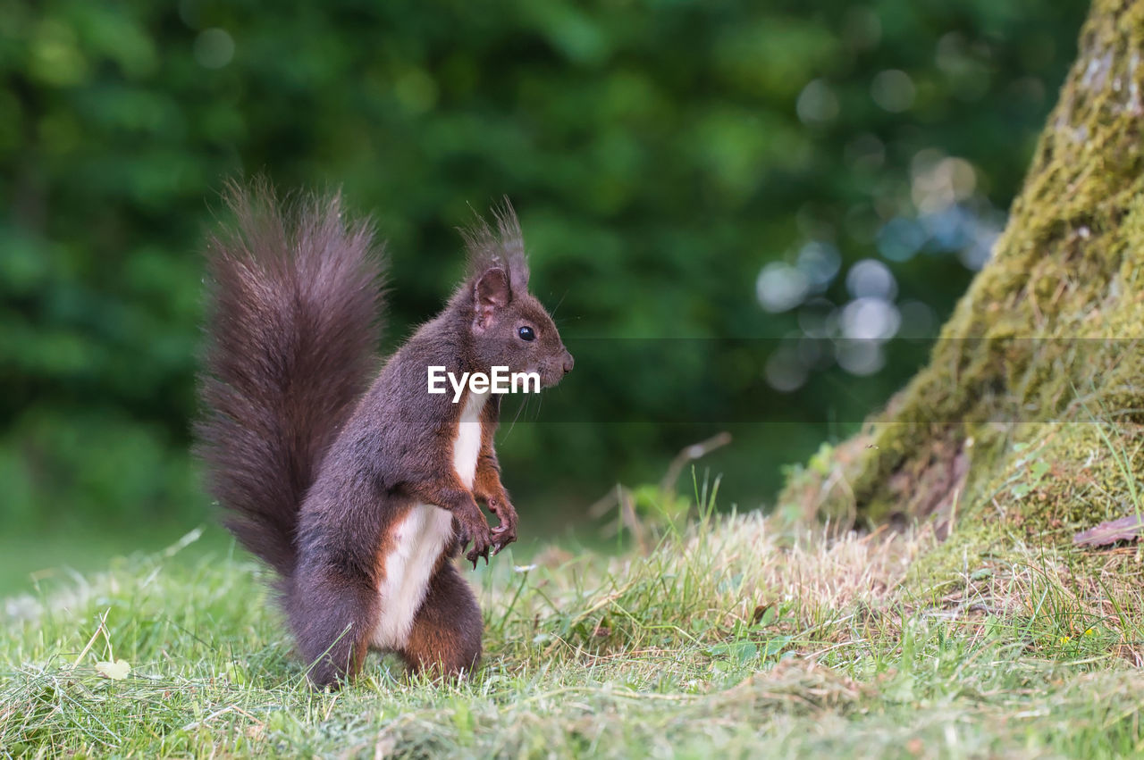 animal, animal themes, squirrel, mammal, animal wildlife, wildlife, rodent, one animal, cute, nature, plant, grass, no people, land, tail, animal hair, outdoors, eating, environmental conservation, brown, social issues, young animal, tree, food, forest, full length, environment, animal body part, lap dog
