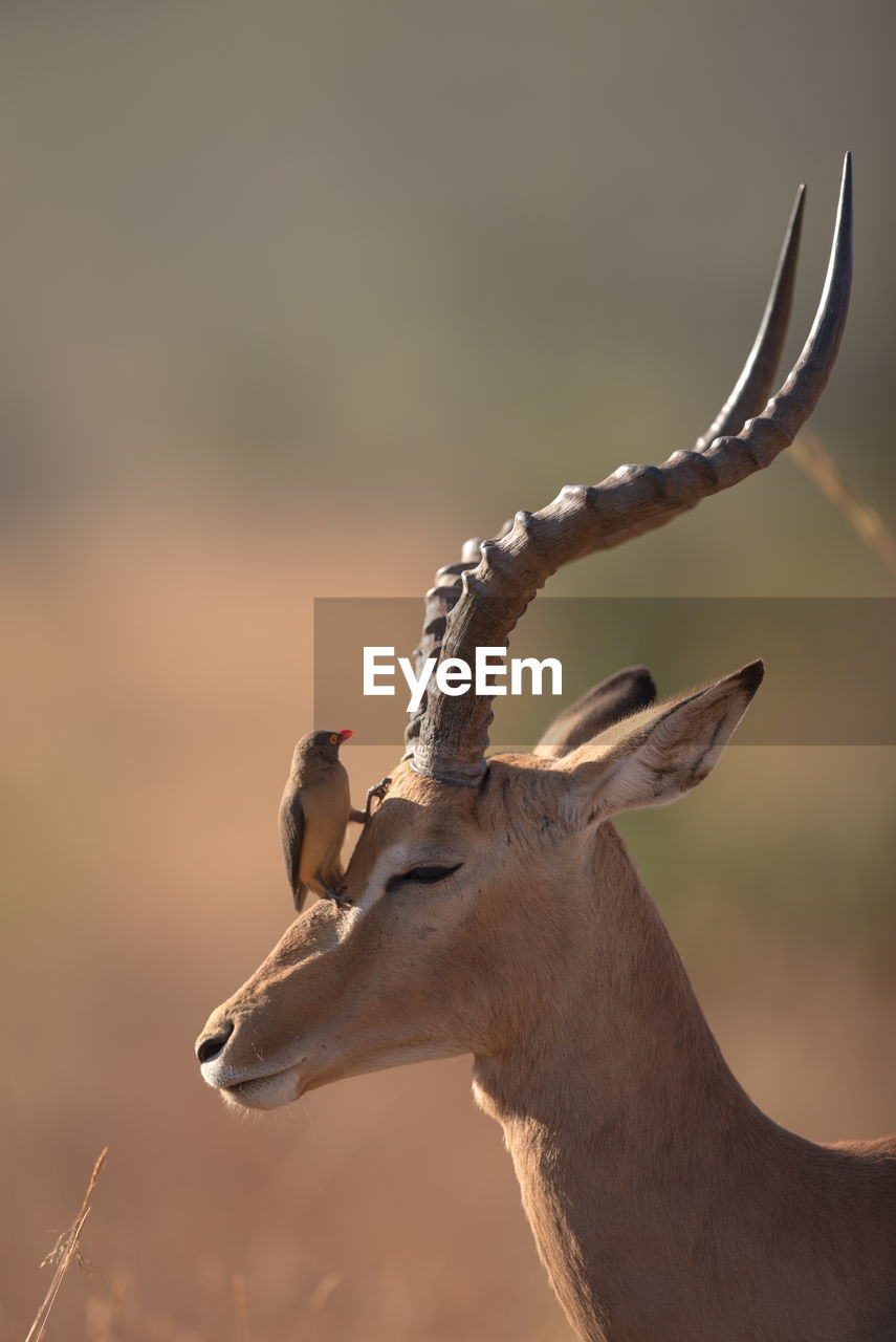 SIDE VIEW OF DEER ON A BIRD