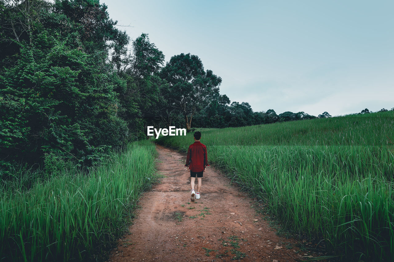 Rear view of man walking on footpath by plants against sky