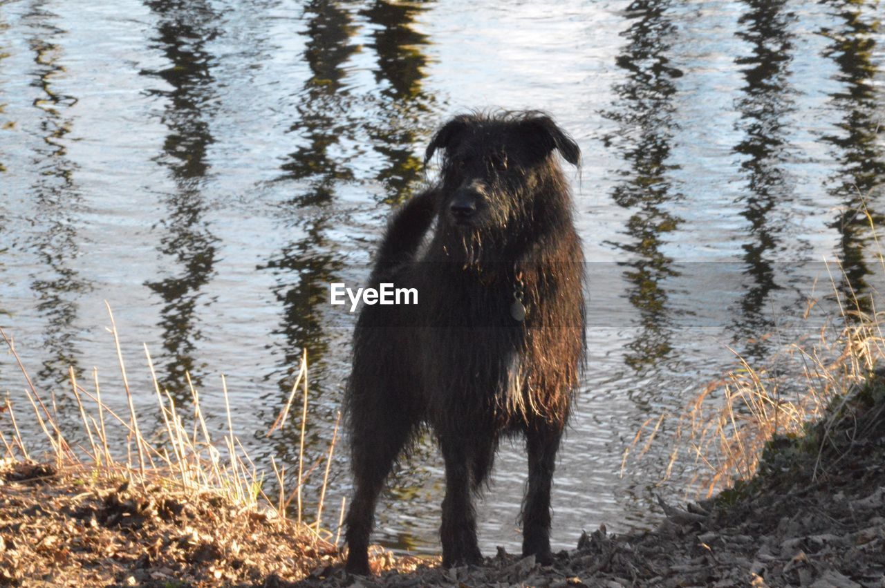 MONKEY STANDING BY RIVER AGAINST GRASS