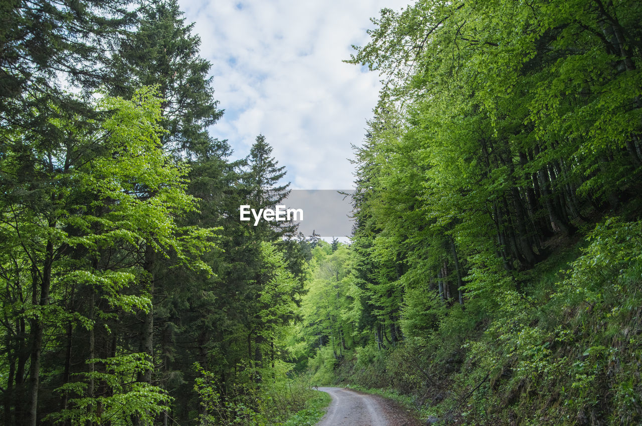 Dirt road amidst spring green trees in a forest