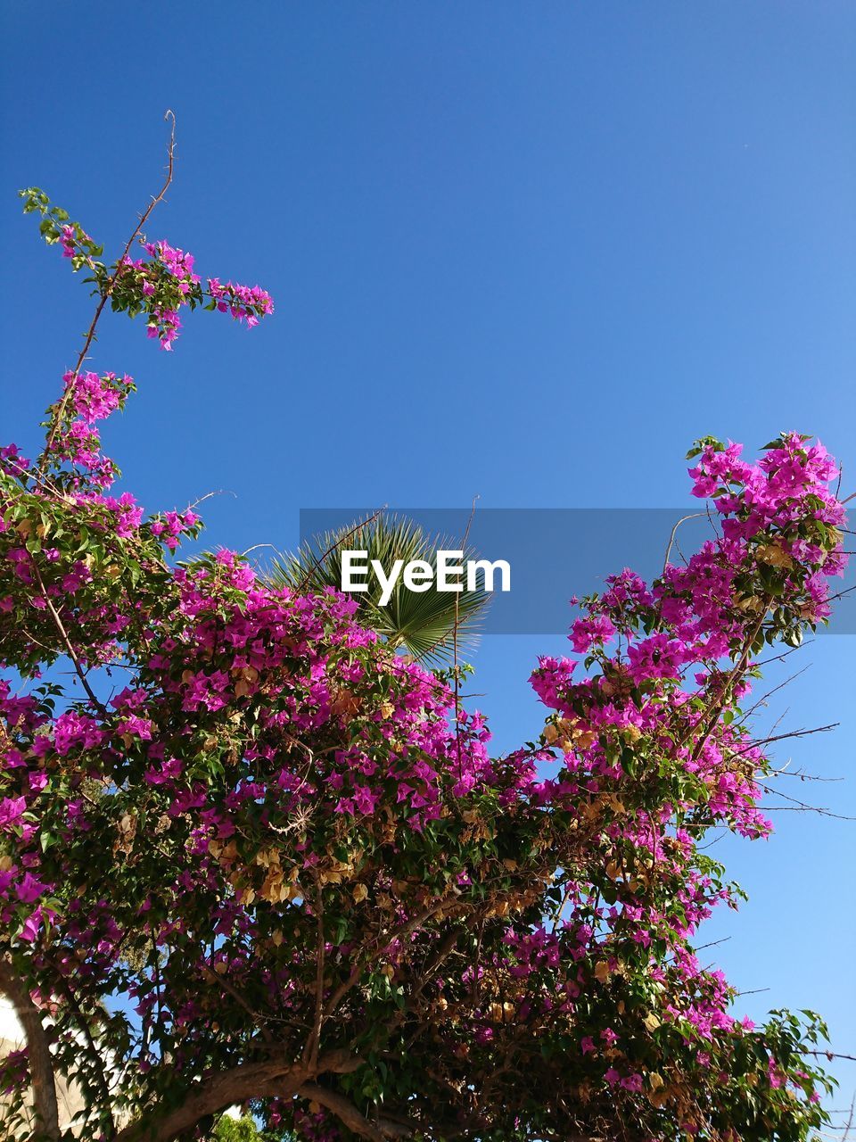 LOW ANGLE VIEW OF PINK FLOWERS BLOOMING ON TREE