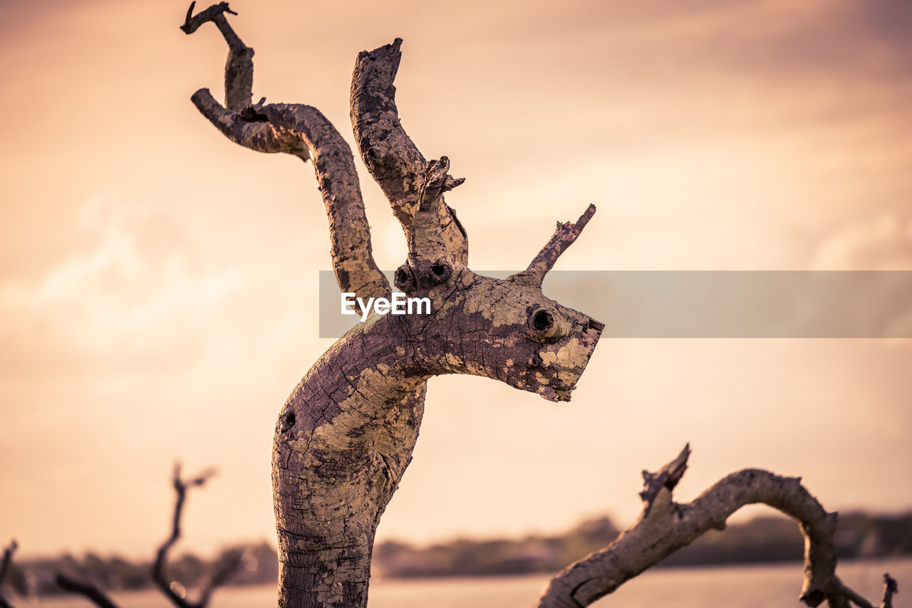 Close-up of driftwood on branch against sky