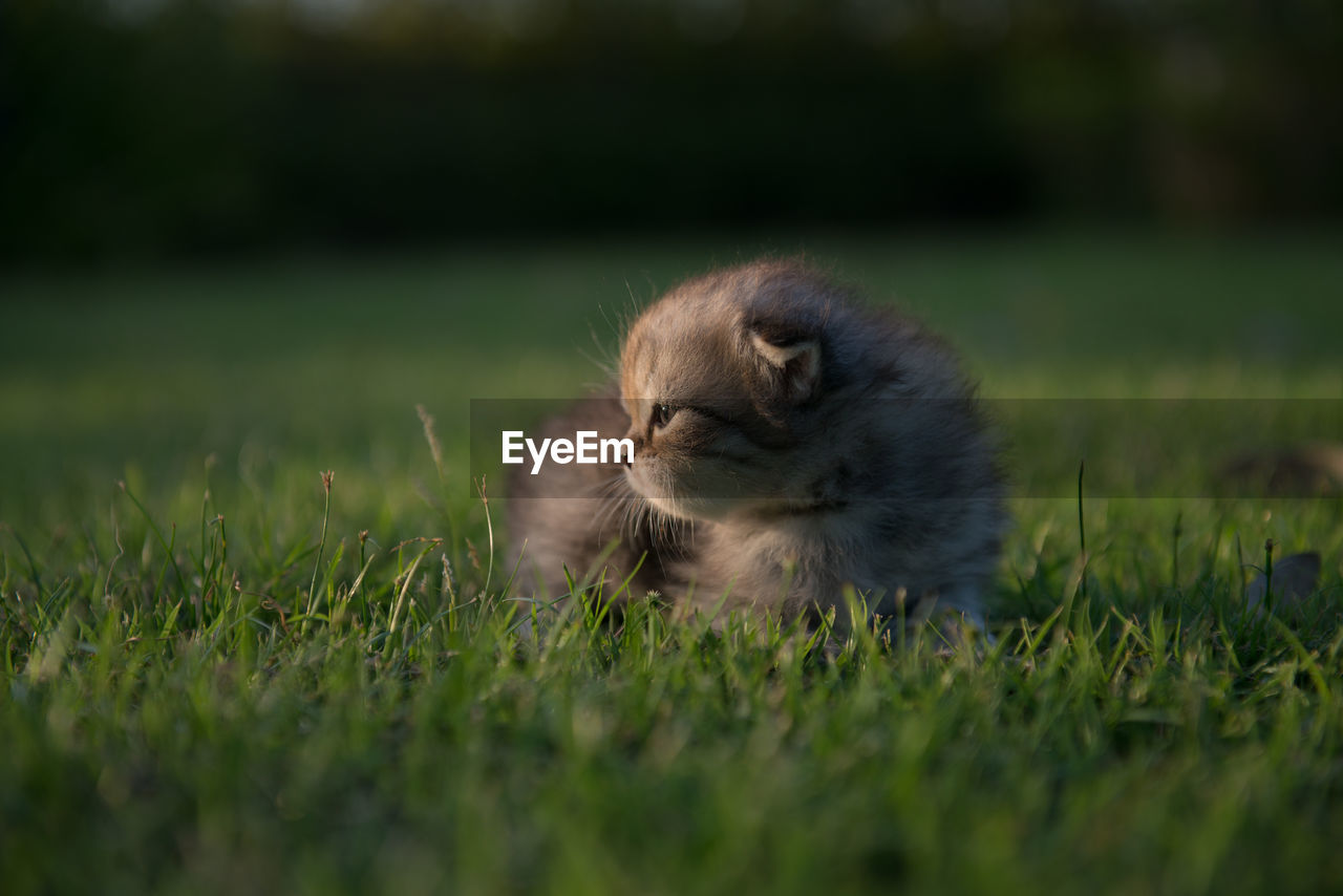 Kitten on grassy field