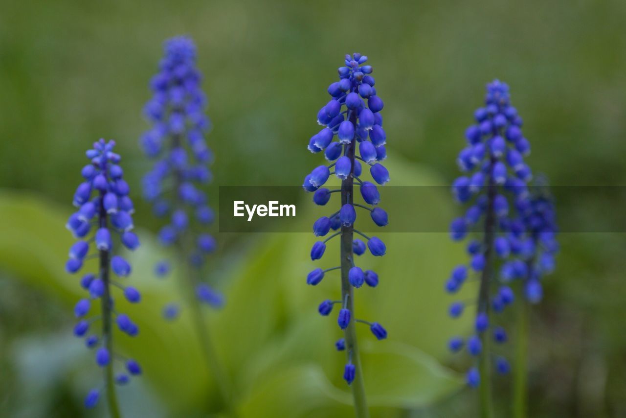 Close-up of lavender blooming on field