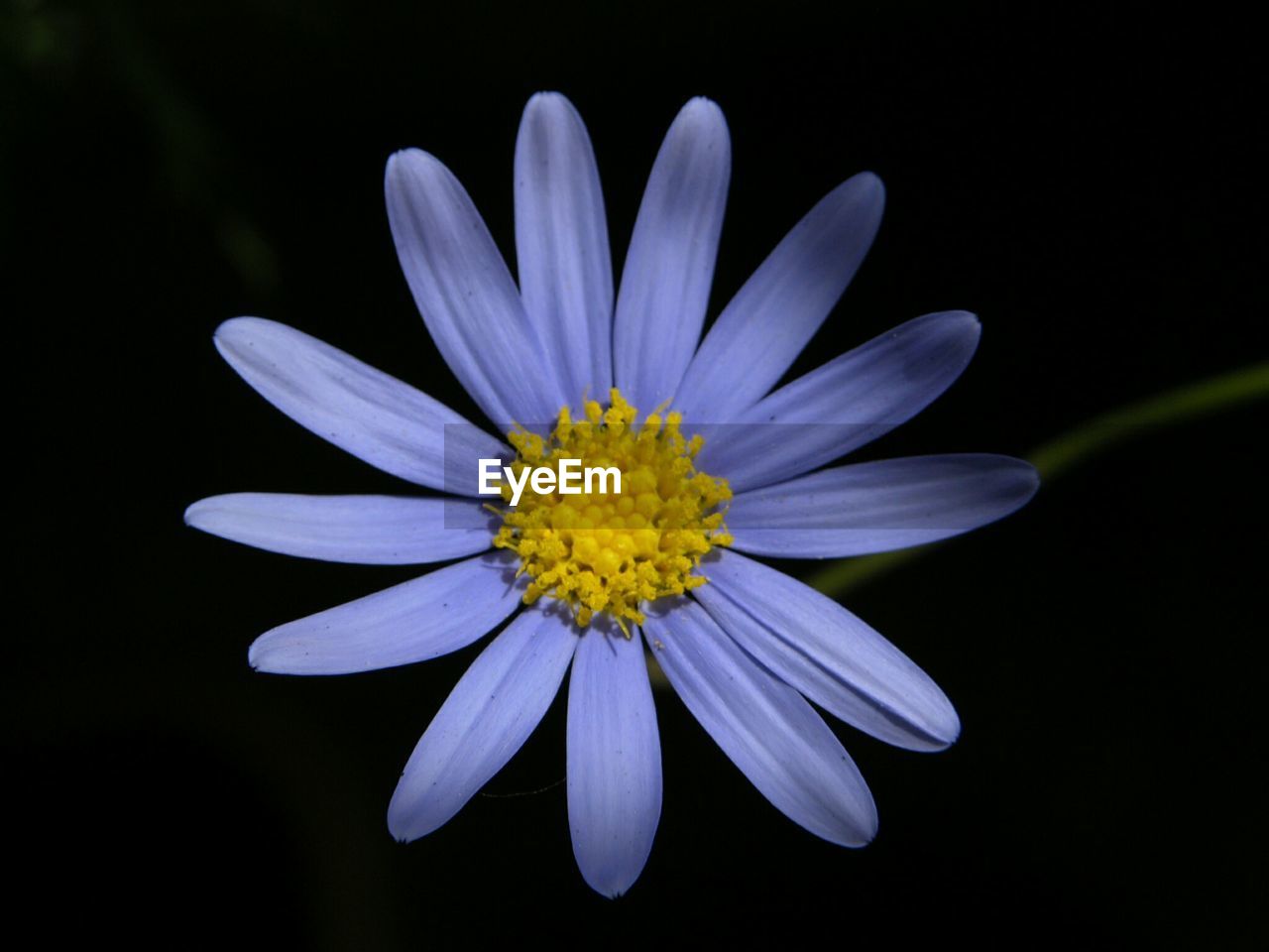 Close-up of blue flower blooming in park at night