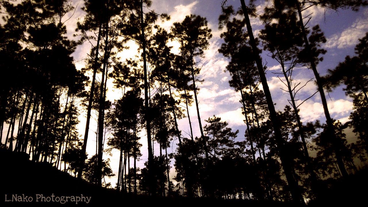 LOW ANGLE VIEW OF TREES AGAINST SKY