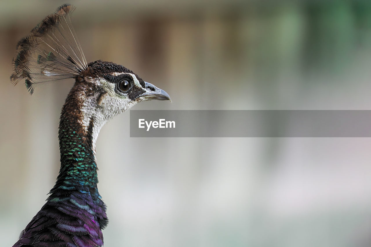 animal themes, animal, bird, one animal, animal wildlife, peacock, close-up, animal body part, wildlife, beak, animal head, beauty in nature, feather, nature, peacock feather, no people, portrait, focus on foreground, outdoors, side view, multi colored, day