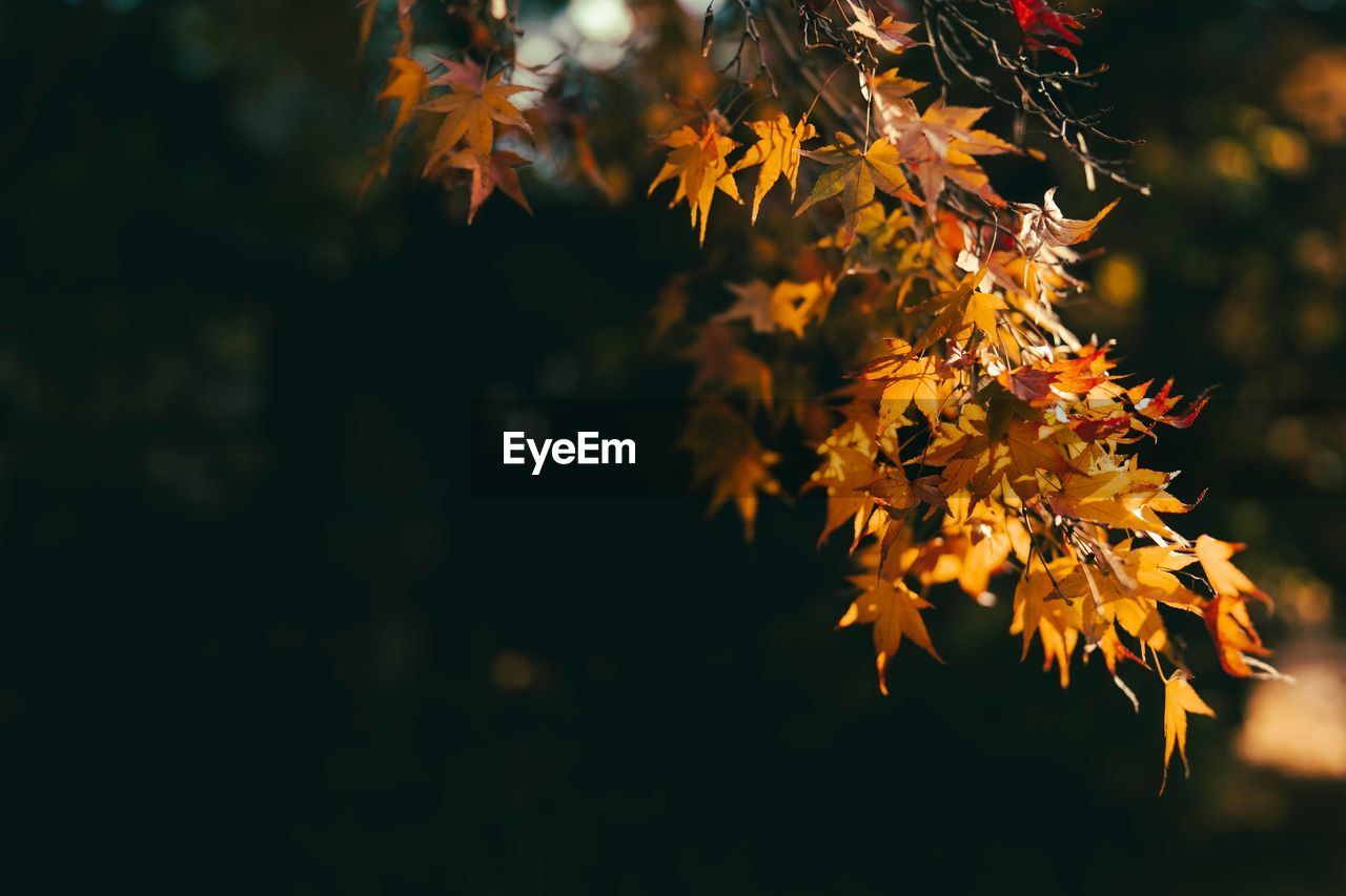 Close-up of maple leaves on tree