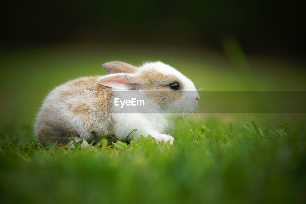 Close-up of bunny on grass