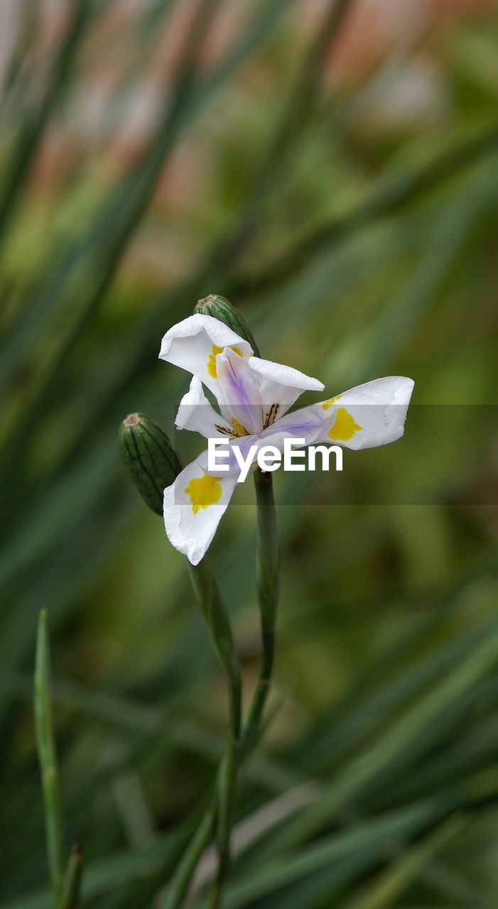 Close-up of white flower