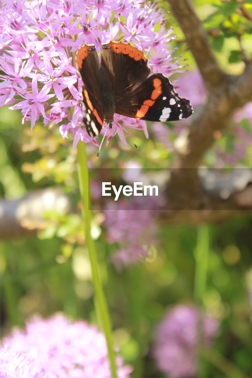 Close-up of butterfly on pink flowers