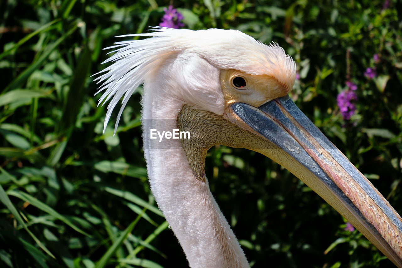 Close-up of a pelican