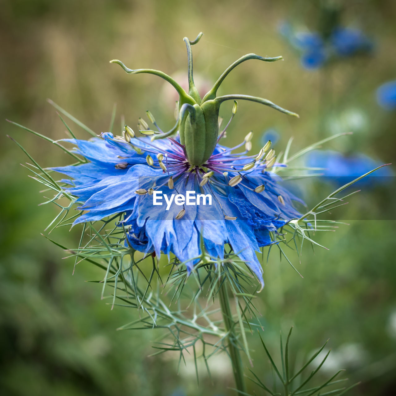 Close-up of blue flower
