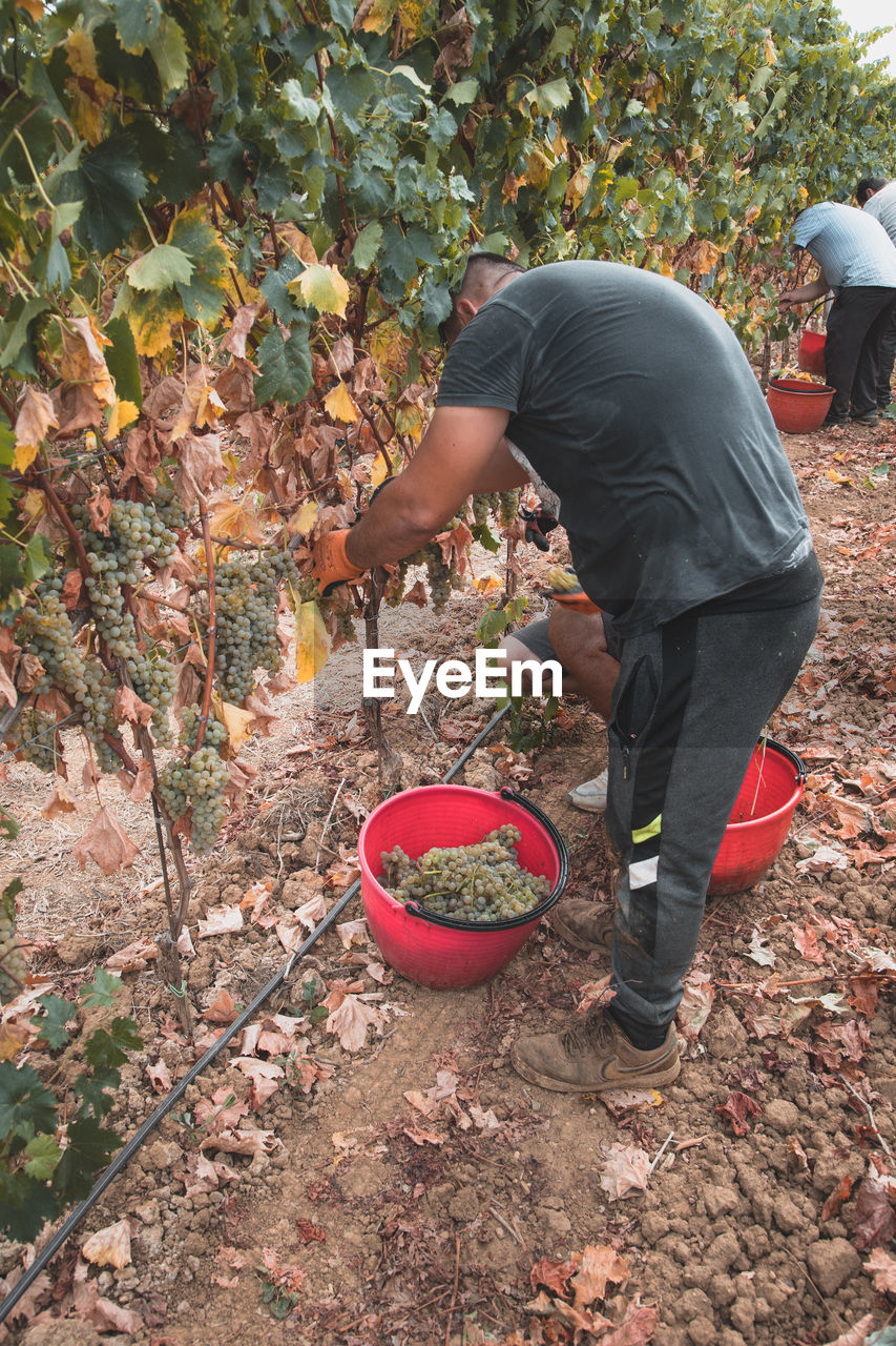 Harvesting in tuscany 