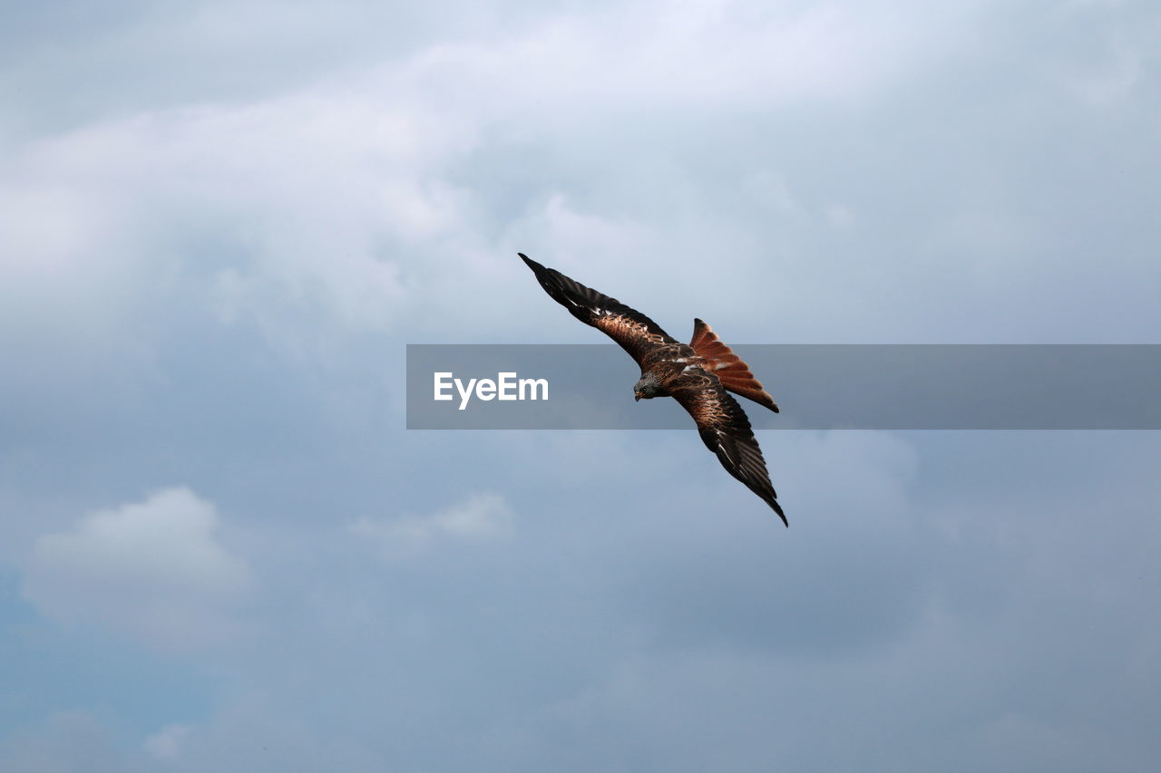 flying, animal themes, animal, cloud, bird, sky, animal wildlife, wildlife, one animal, spread wings, animal body part, nature, mid-air, no people, low angle view, bird of prey, wing, motion, day, outdoors, animal wing