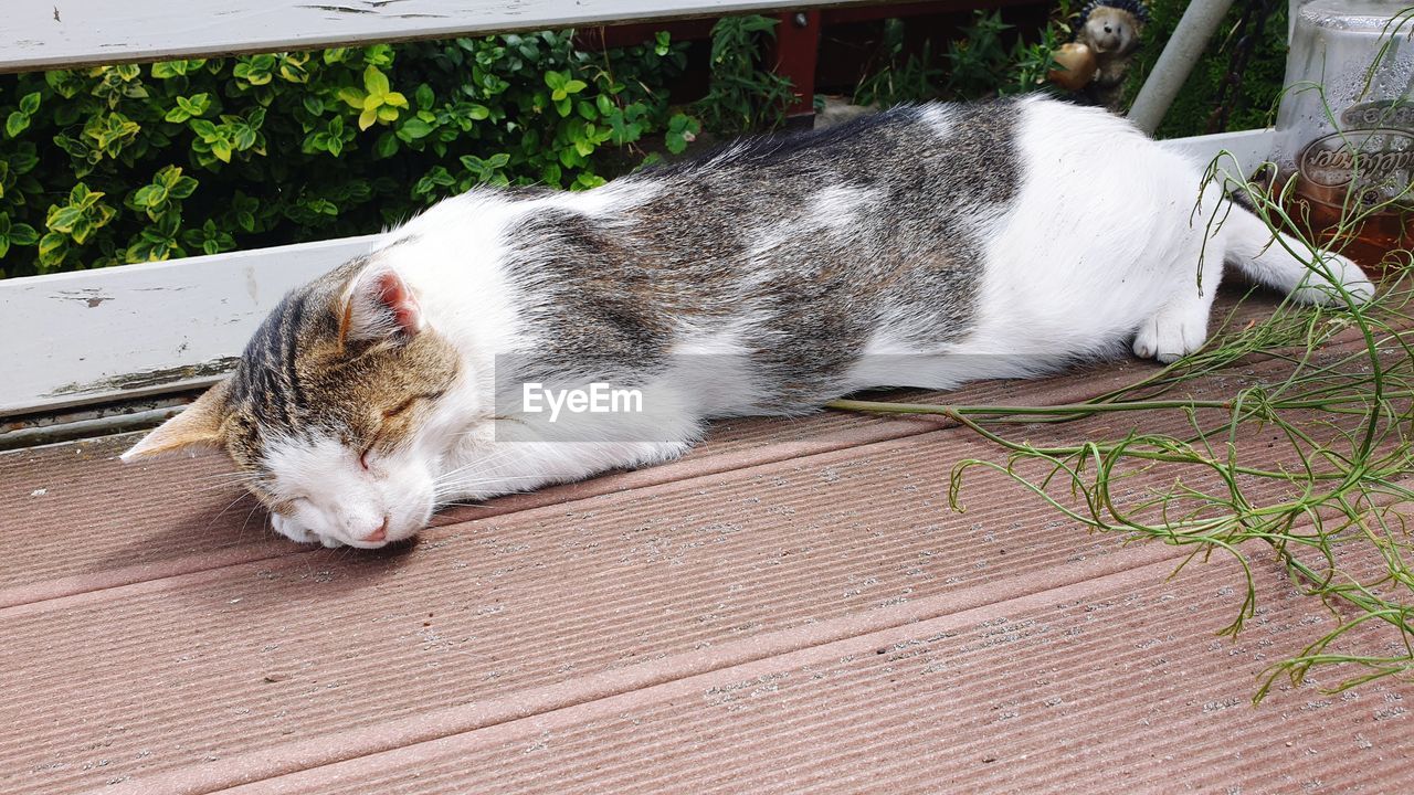 Close-up of cat sleeping