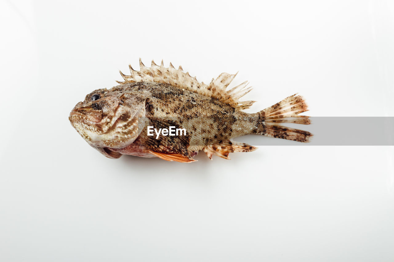 Directly above shot of fish against white background