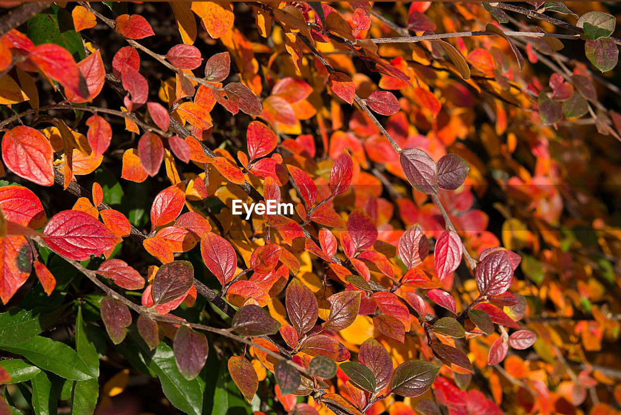 Close-up of maple leaves on tree during autumn