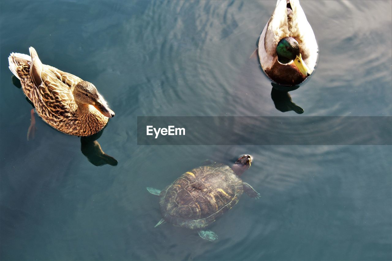 High angle view of mallard dusks and turtle swimming in lake