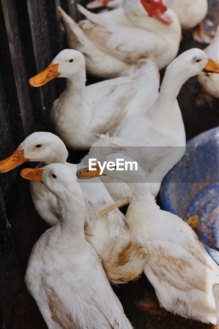 High angle view of birds