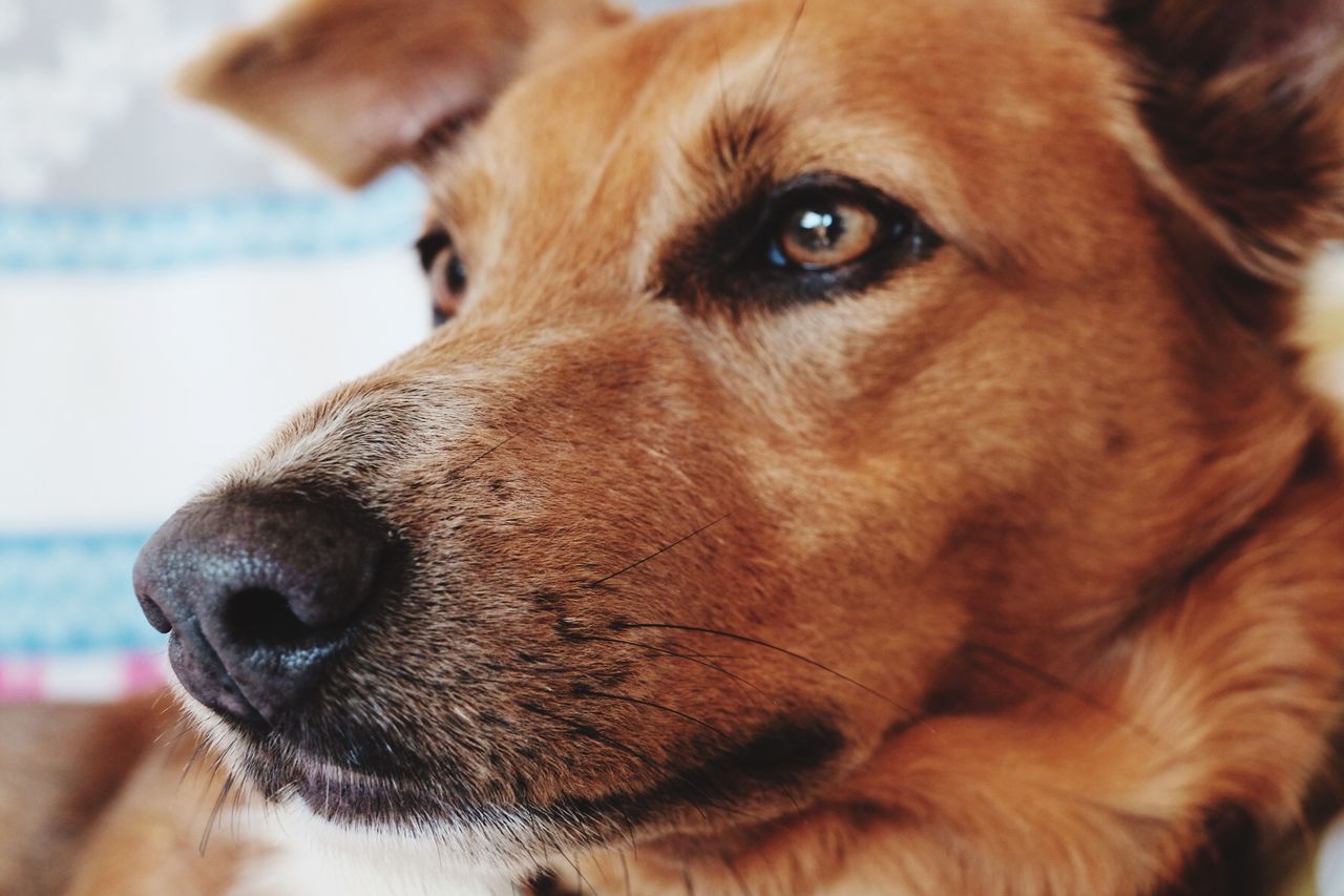 Close-up of dog looking away