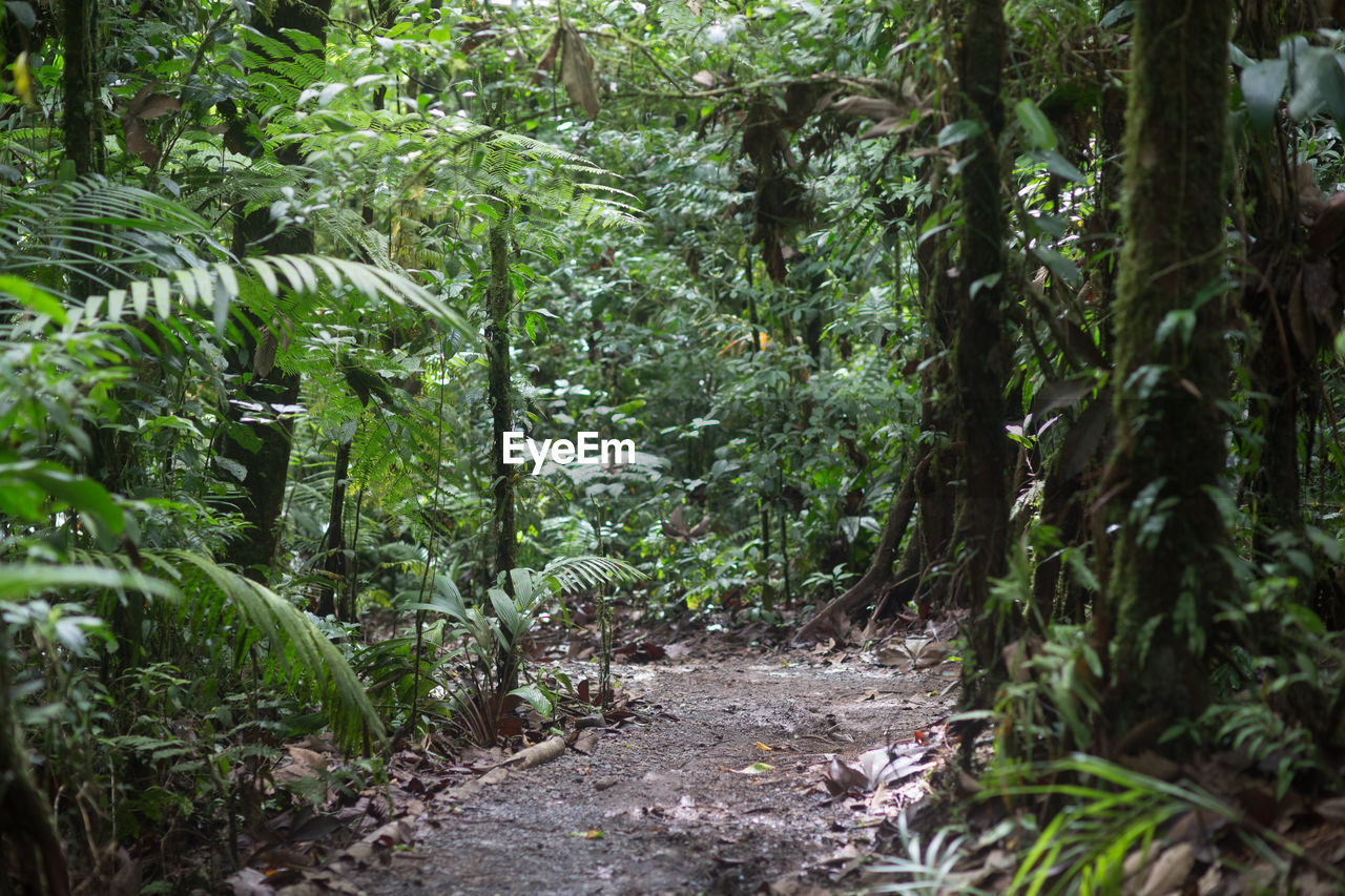 Trees growing in forest