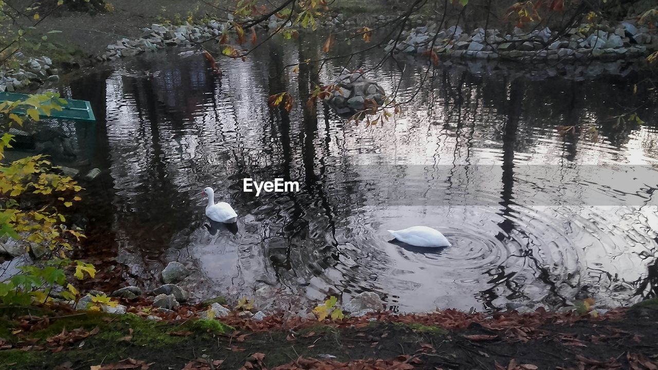 HIGH ANGLE VIEW OF SWAN FLOATING ON LAKE