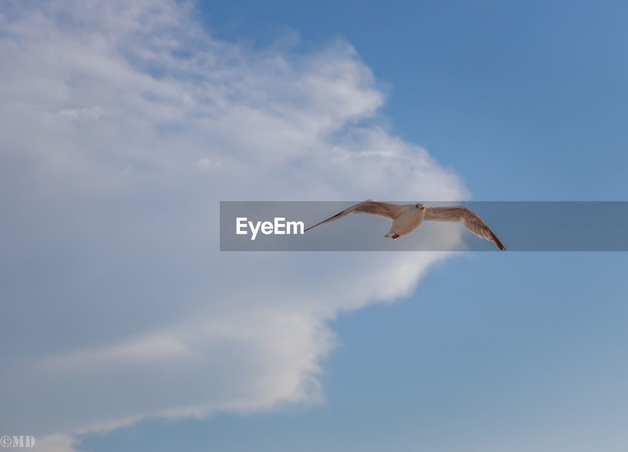 Low angle view of bird flying against sky