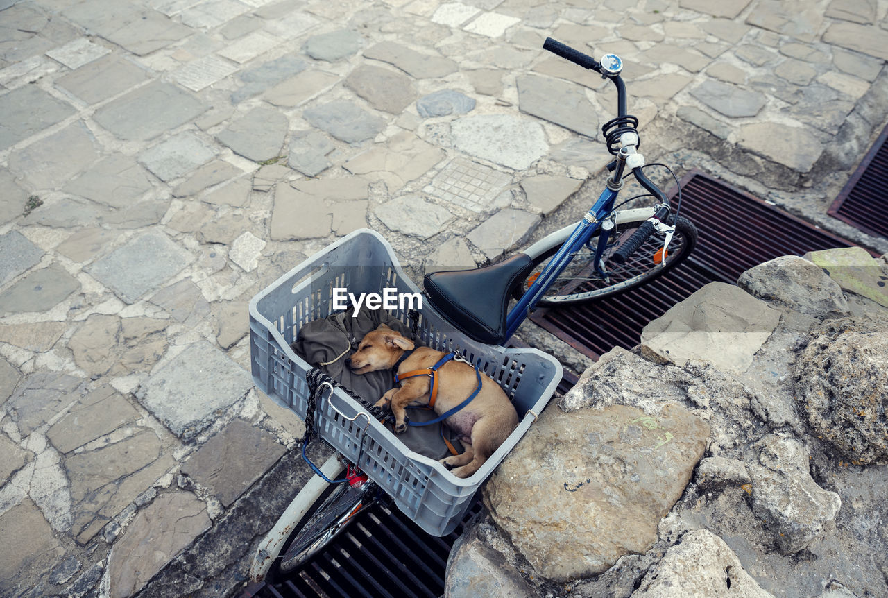 Cute little puppy with leash sleeping in a crate on a bicycle image taken from above