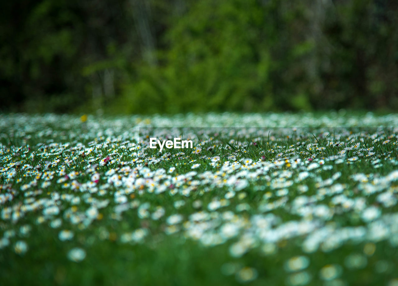 Close-up of plant growing on field