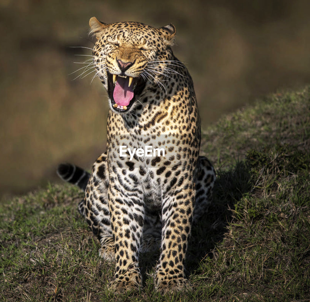 View of a cat