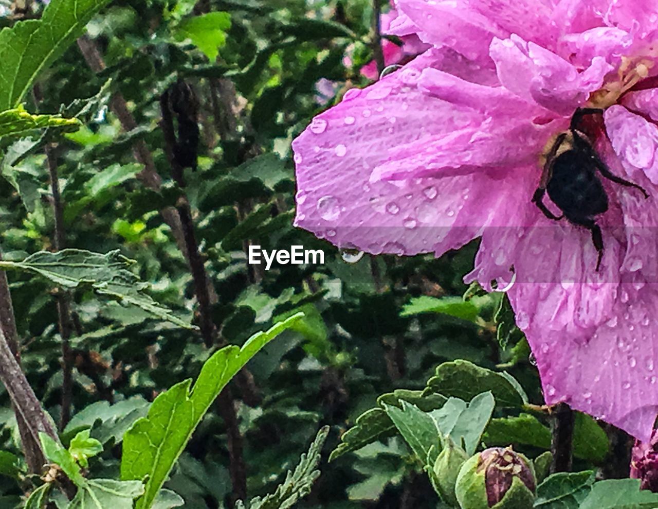 MACRO SHOT OF WATER DROPS ON PINK FLOWER