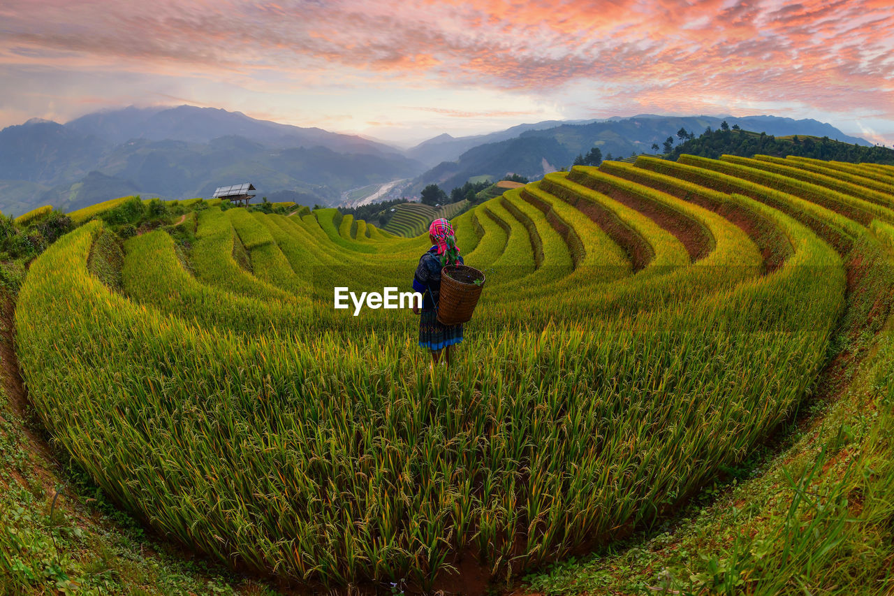 Scenic view of rice paddy on land