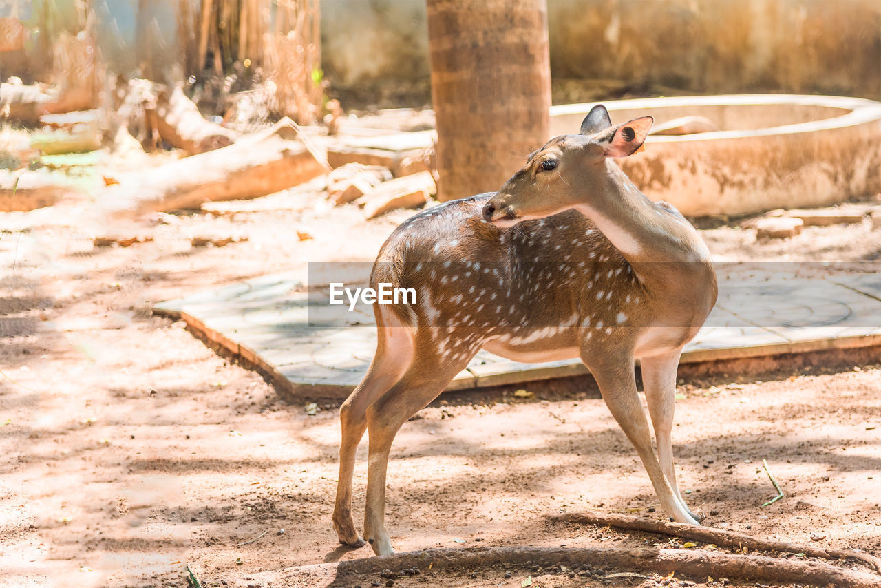 Deer on sand at field