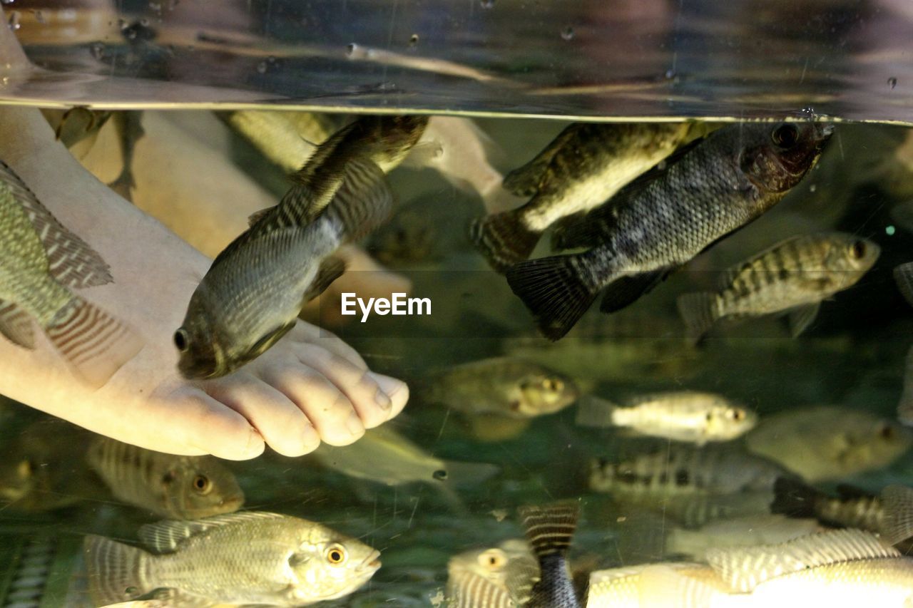CLOSE-UP OF FISH SWIMMING IN WATER
