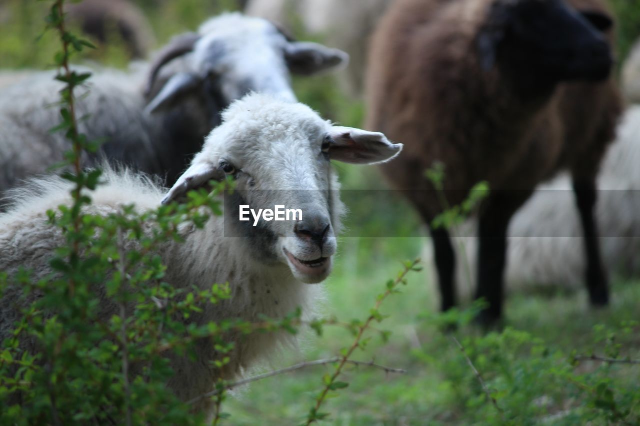 SHEEP IN A FARM