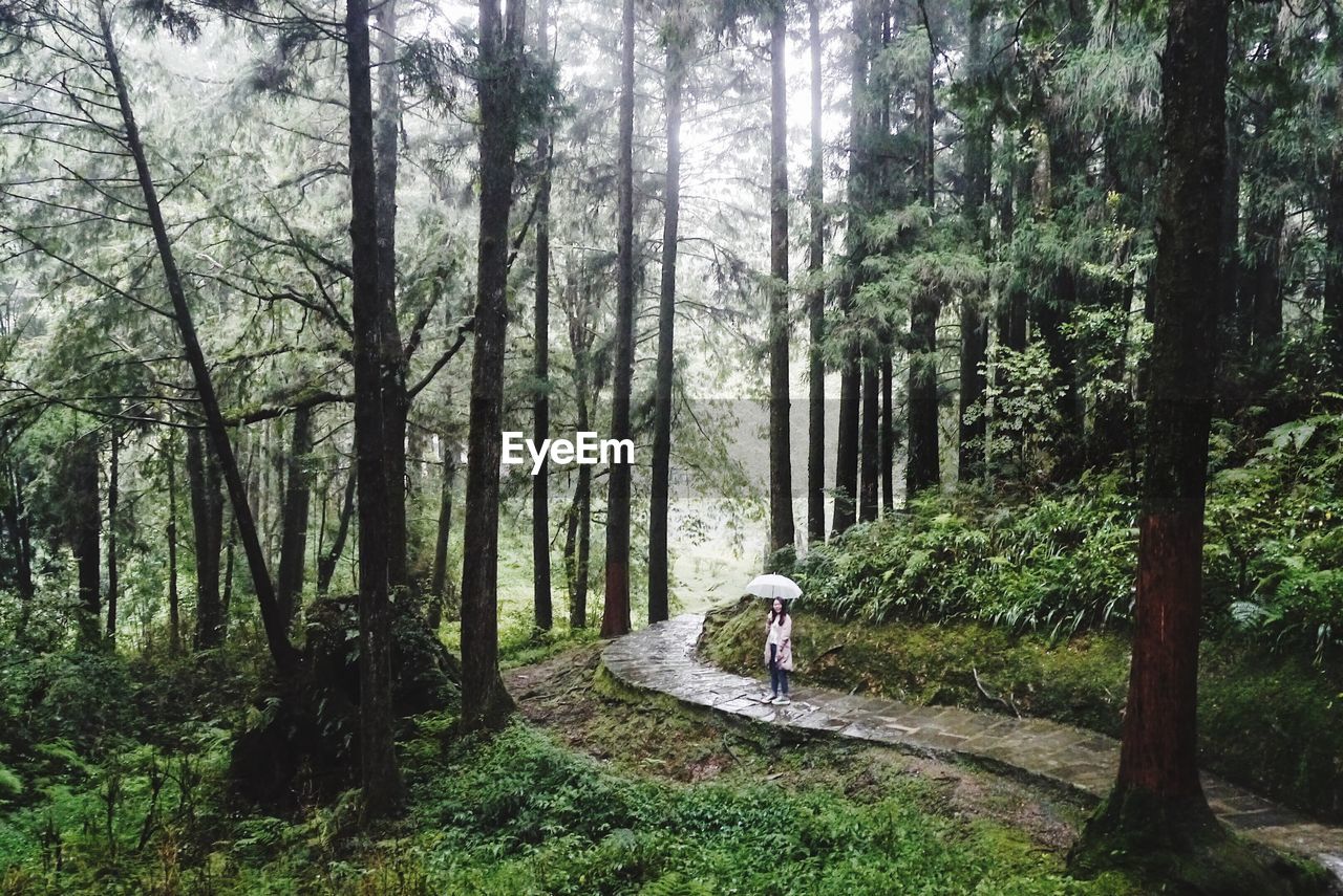 Footpath amidst trees in forest