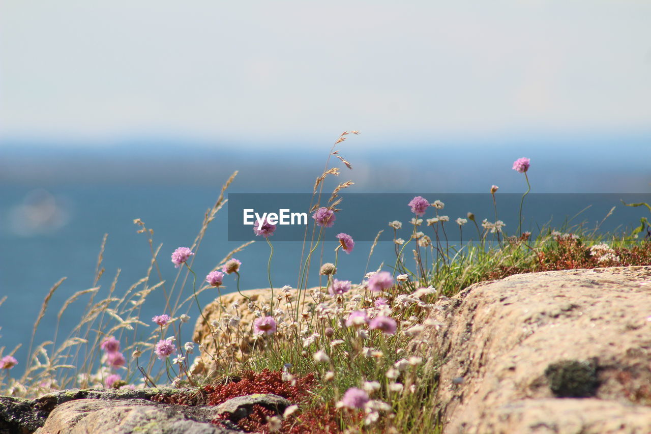 CLOSE-UP OF PINK FLOWERING PLANTS AGAINST SEA