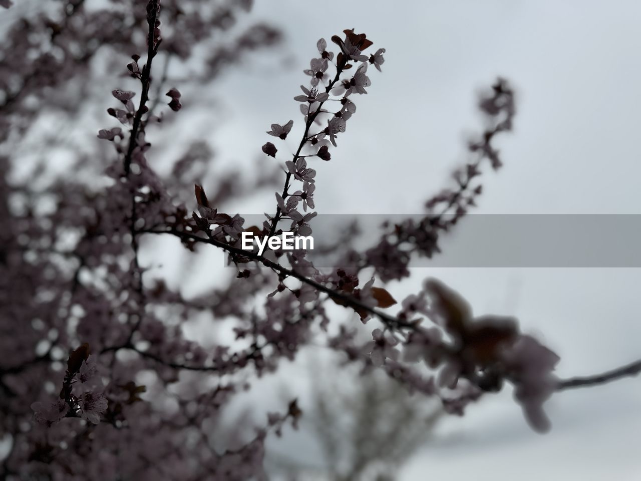 plant, tree, winter, nature, branch, spring, flower, beauty in nature, blossom, close-up, freshness, growth, flowering plant, no people, springtime, fragility, macro photography, twig, leaf, freezing, outdoors, frost, day, snow, selective focus, sky, cherry blossom, cold temperature, focus on foreground, food and drink, food, fruit, black and white, tranquility, monochrome, low angle view