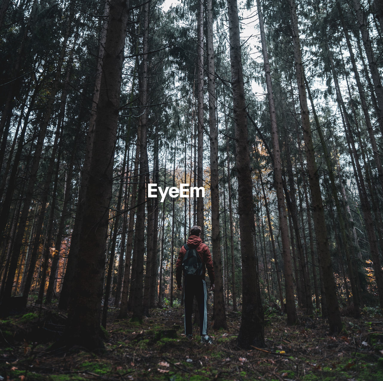 Man standing amidst trees in forest