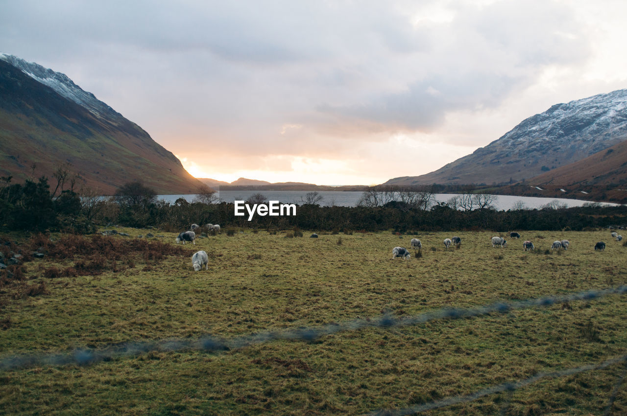 Flock of sheep grazing on grassy field against cloudy sky