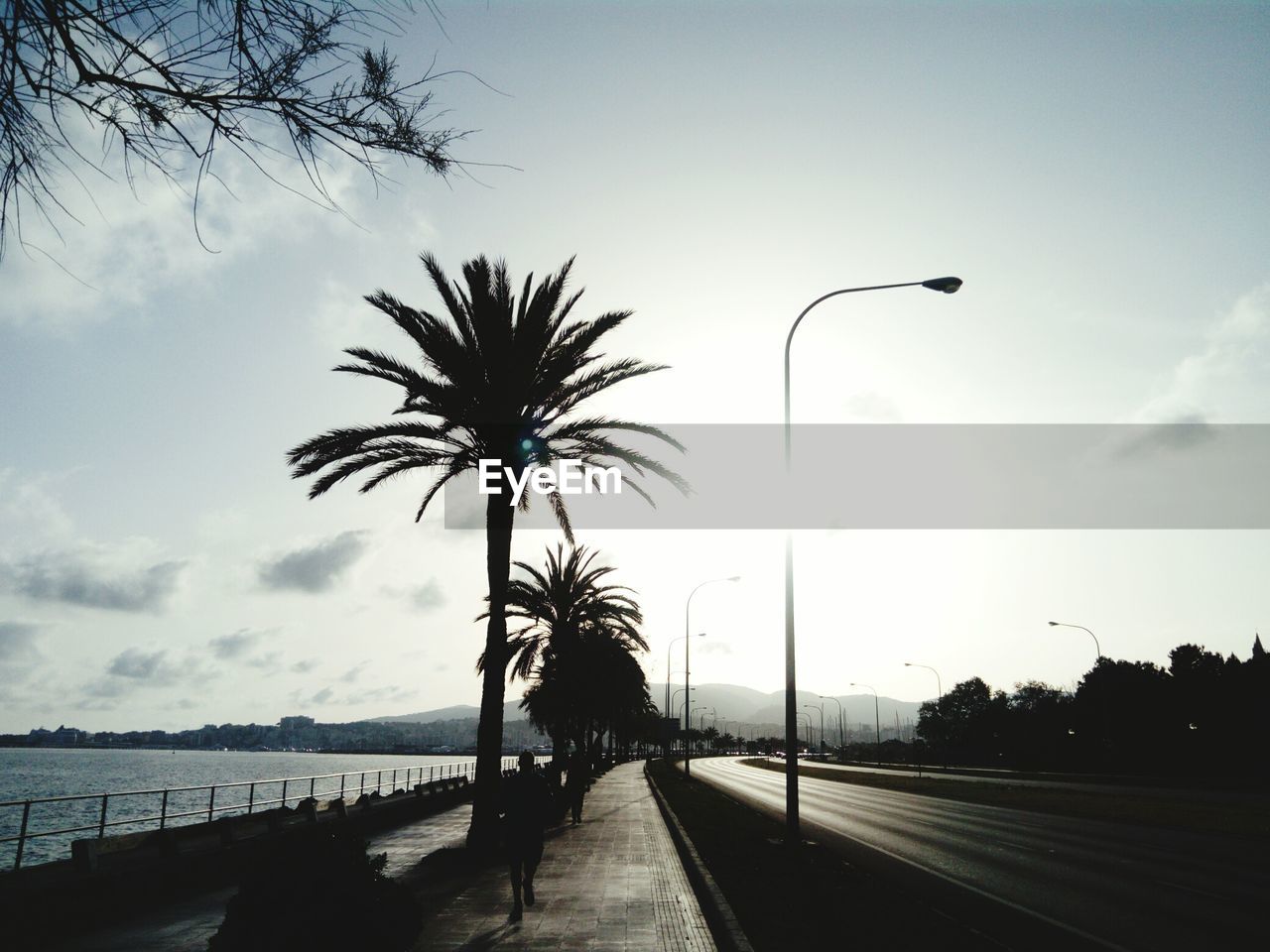 PALM TREES AT RIVERBANK AGAINST SKY