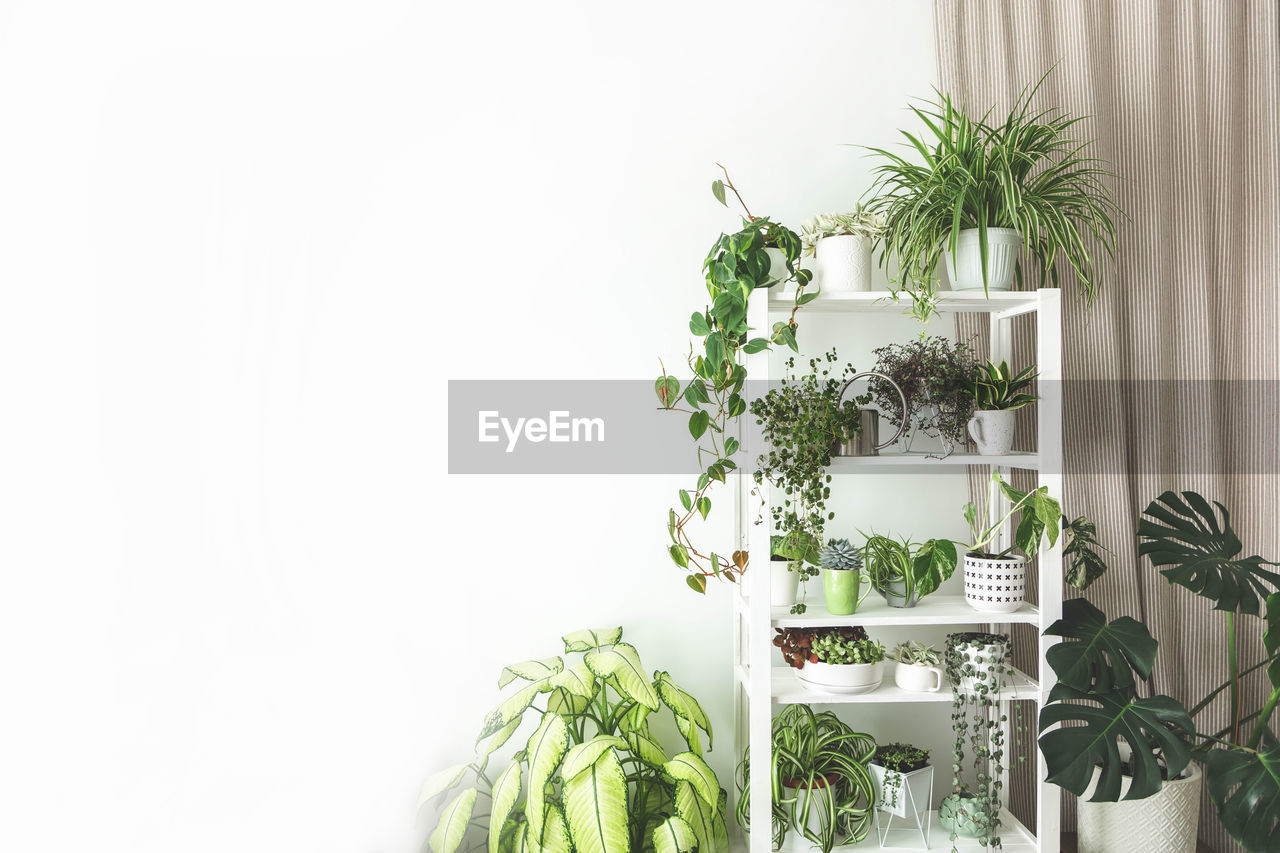 close-up of potted plant on table