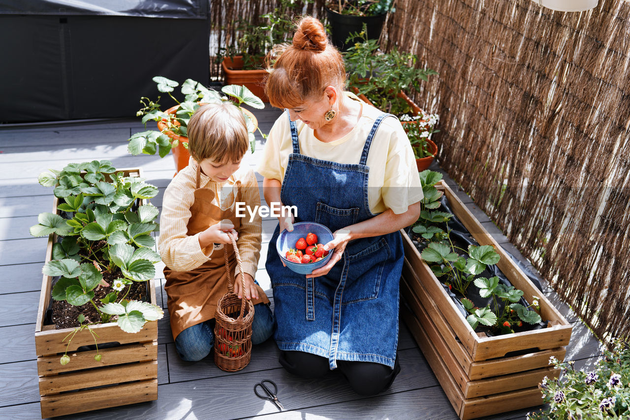 Happy family consisting of a mother and her little son picking strawberries in the backyard garden