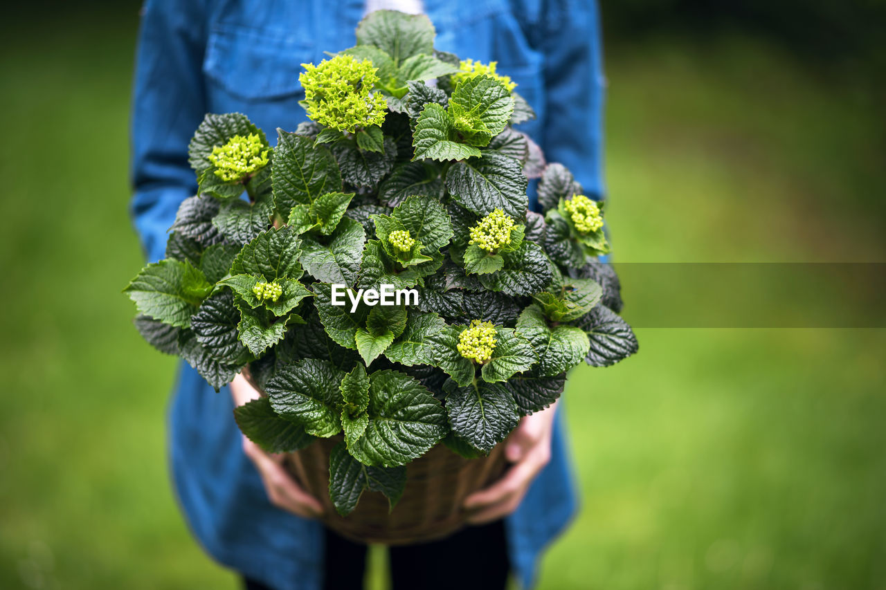 Midsection of woman holding plants