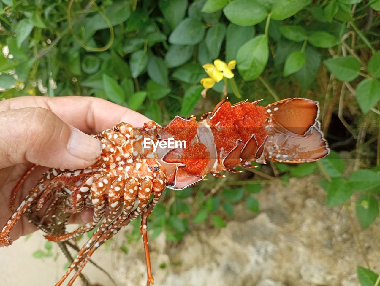 hand, one person, nature, insect, leaf, flower, animal, plant, animal themes, animal wildlife, close-up, day, outdoors, holding, focus on foreground, food, one animal, wildlife, plant part, growth, macro photography, food and drink, beauty in nature, finger, freshness