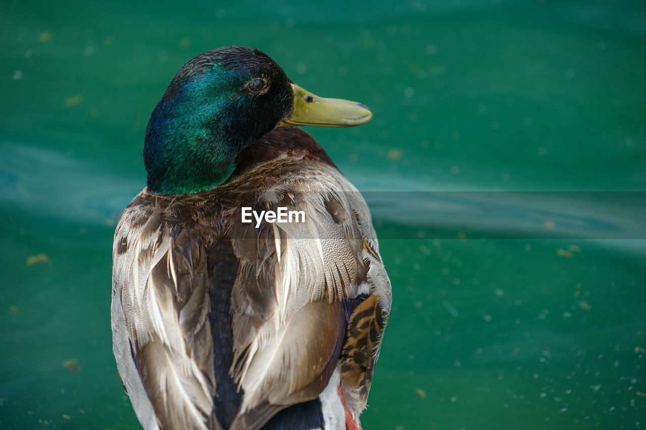 CLOSE-UP OF MALLARD DUCK